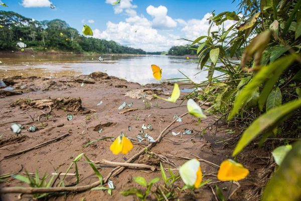 Schmetterlinge an einem Flussufer im Tambopata-Projekt, Peru.