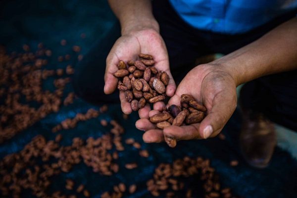 Een cacaoproducent in het Tambopata-project houdt enkele bonen vast. (C) Marlon Dag.